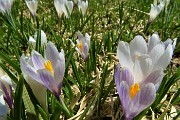 44 Estese fioriture di crocus